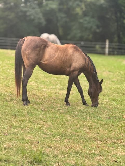 Carolina Horse Farm Realty Property Guides