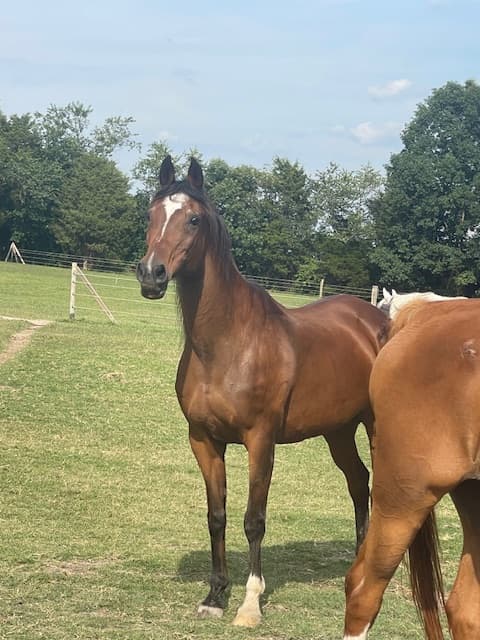 Equine resources directory