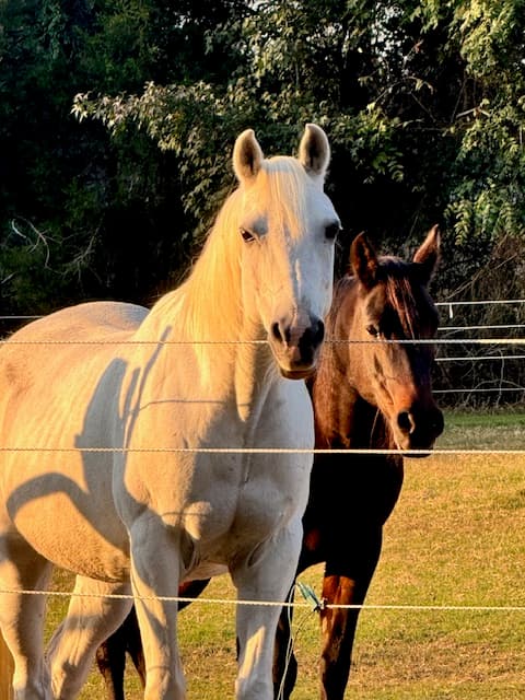 Horse farms across North Carolina counties