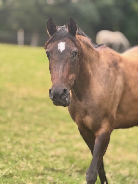 Equestrian Estates Charlotte 101: A Beginner’s Guide to Mastering the 2026 Market